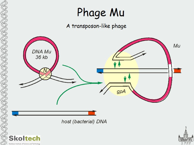 Phage Mu A transposon-like phage